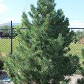 Tannenbaum Mugo Pine